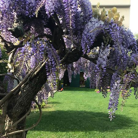 Villa Marlene B&B Albenga Eksteriør billede