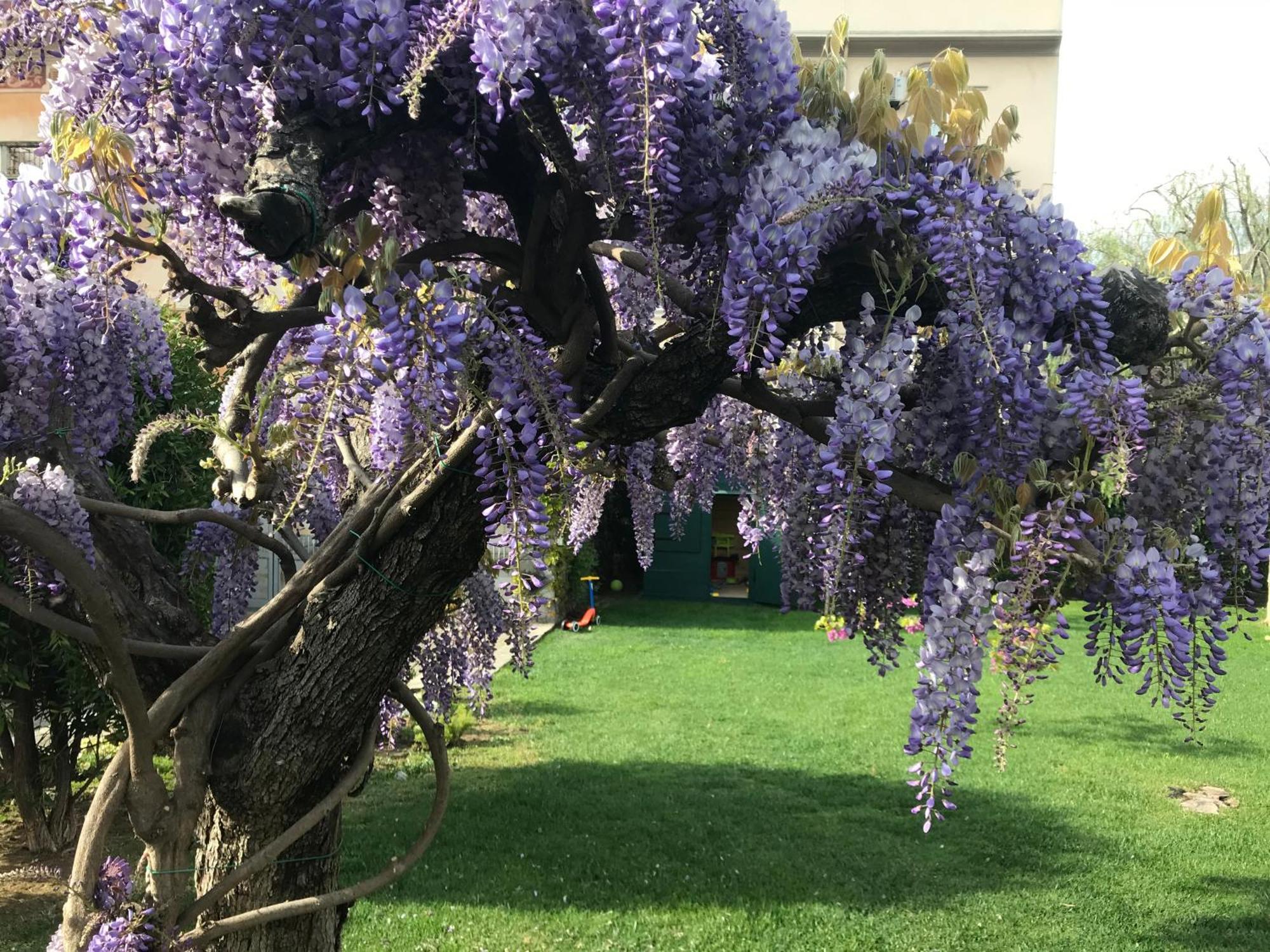 Villa Marlene B&B Albenga Eksteriør billede