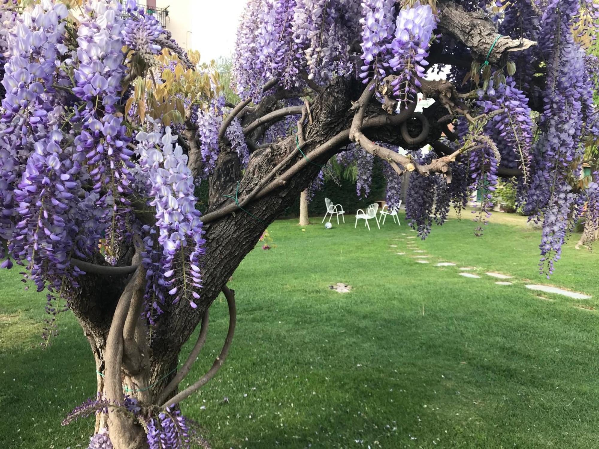 Villa Marlene B&B Albenga Eksteriør billede