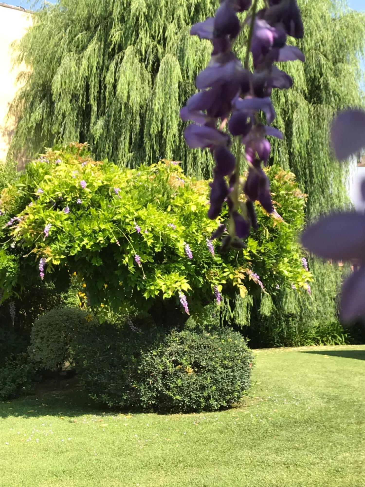 Villa Marlene B&B Albenga Eksteriør billede