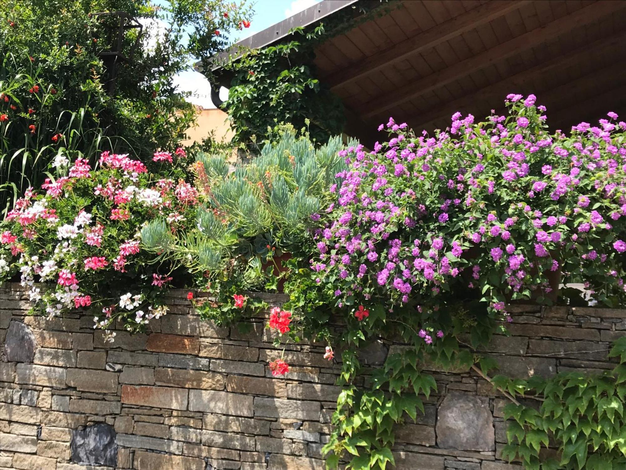 Villa Marlene B&B Albenga Eksteriør billede